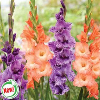 Tropical Tango Gladiolus Blend Thumbnail